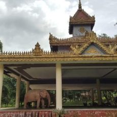 ヤンゴンで白象が見れる公園
